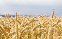 Зерновые волокна