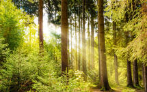 Древесное волокно