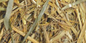 Соломенная подстилка Натуральная солома