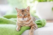 Гигиена животных