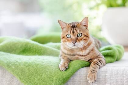 Гигиена животных