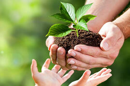 зелёная концепция