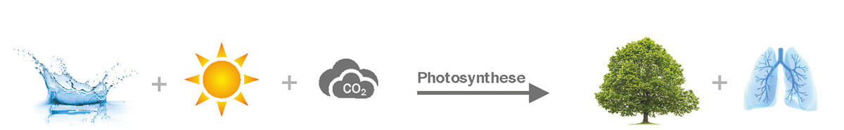 Процесс естественного образования целлюлозы: