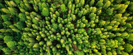 Современное выращивание растений