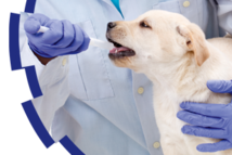 Ветеринарная медицина