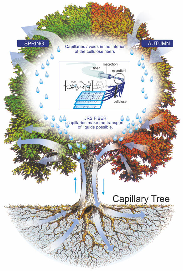 Капиллярное дерево