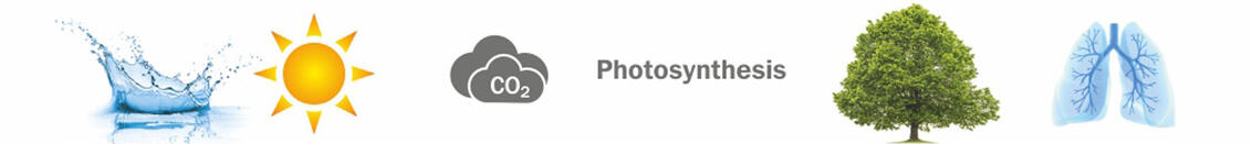 Процесс естественного образования целлюлозы: