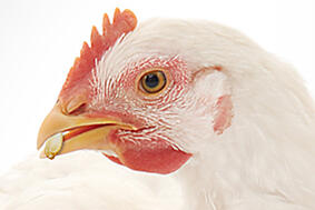 Питание животных