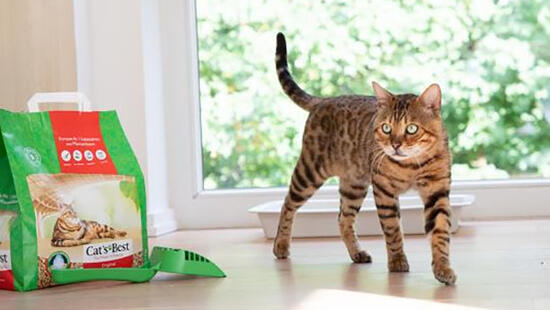 Ни одно дерево не срублено для лучшего эко-кошачьего помёта.